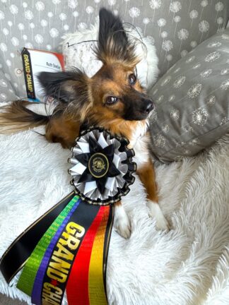 TDGCH Grand Champion Rosette