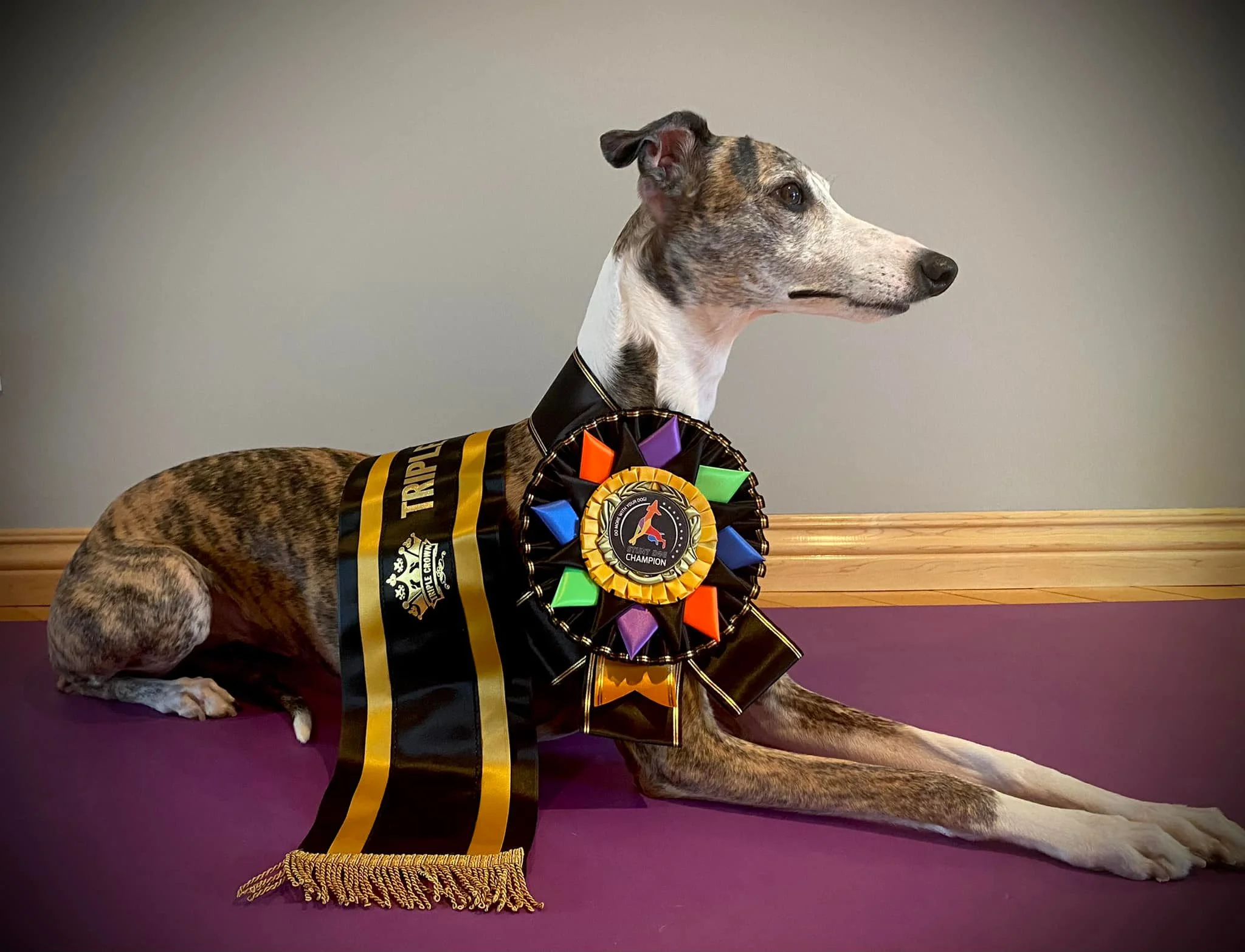 ⓢ Stunt Dog Title - Image 2