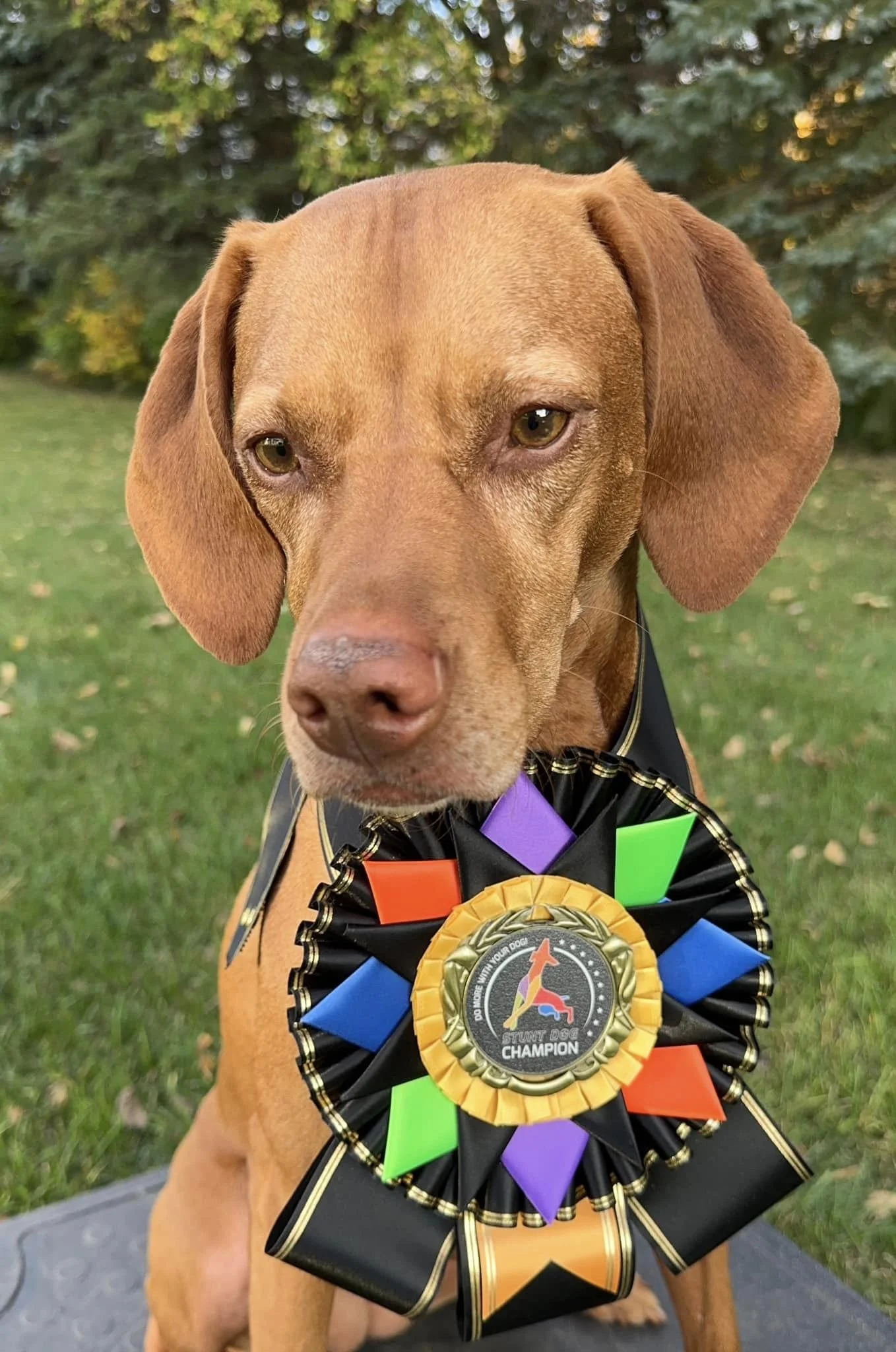 ⓢ Stunt Dog Title - Image 5