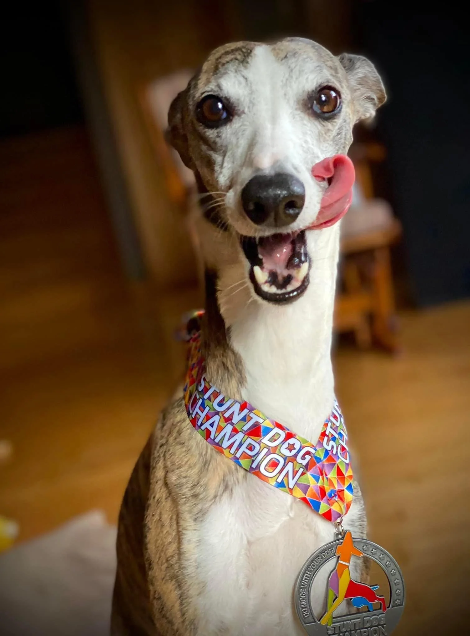 ⓢ Stunt Dog Title - Image 7