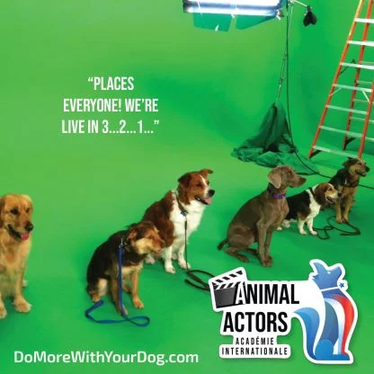 Animal Actors Workshop - Image 3