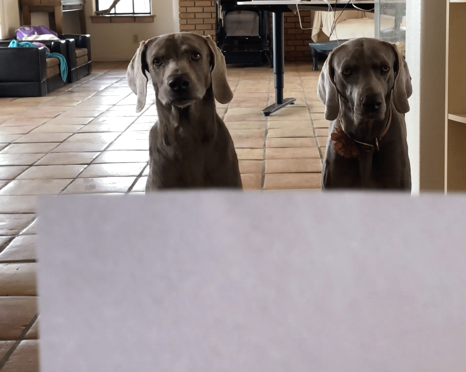 Tricktionary (printable) | Do More With Your Dog!