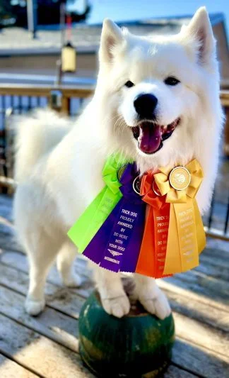 Rosettes: Buy 3 Get 1 Free