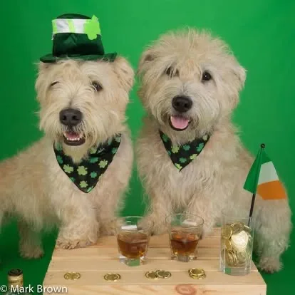 ☘️Shamrock Shenanigans 2026 - Image 3