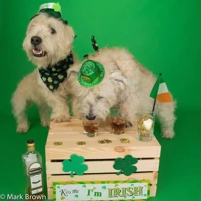 ☘️Shamrock Shenanigans 2026 - Image 4