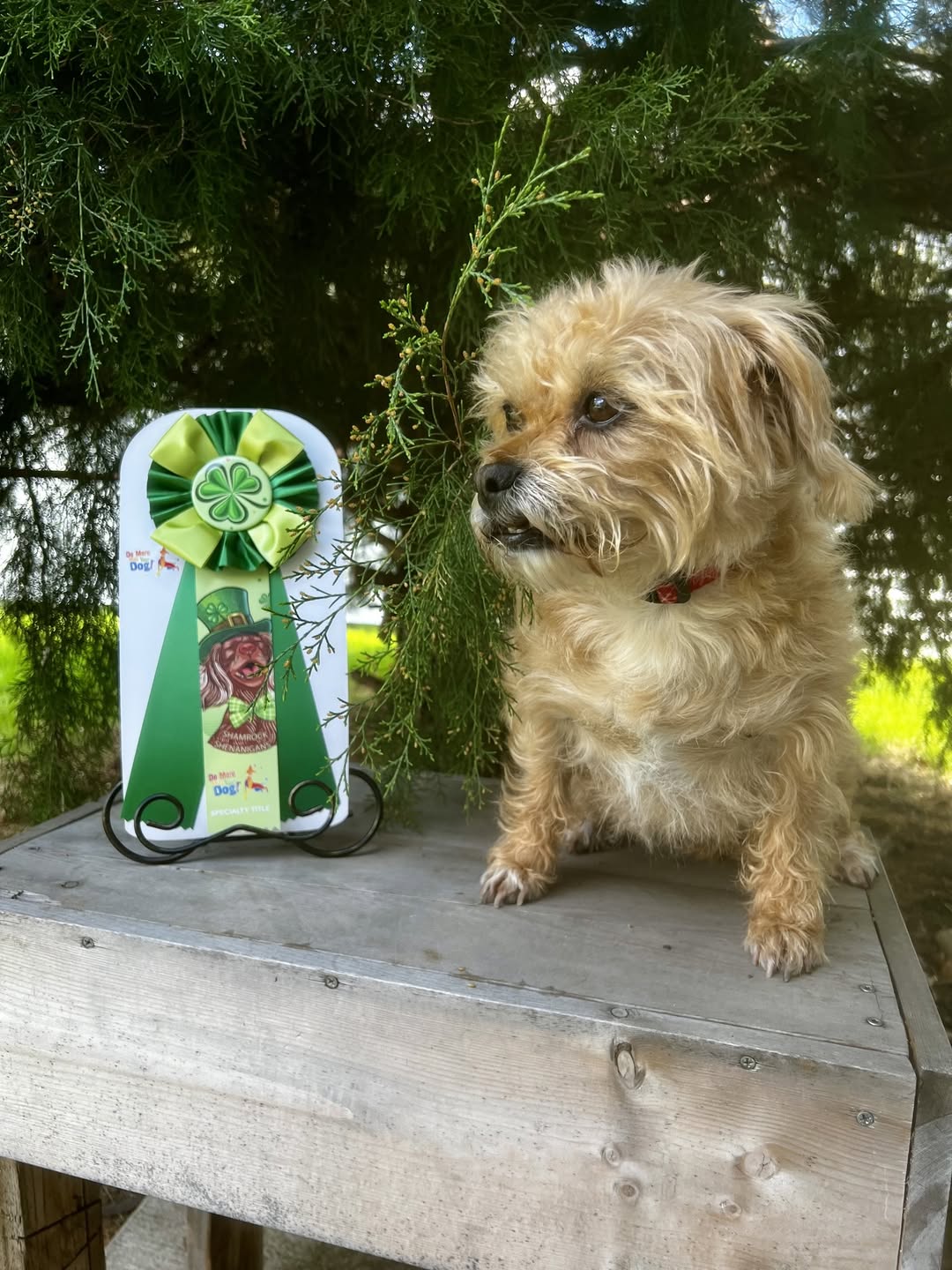 ☘️Shamrock Shenanigans 2026 - Image 11