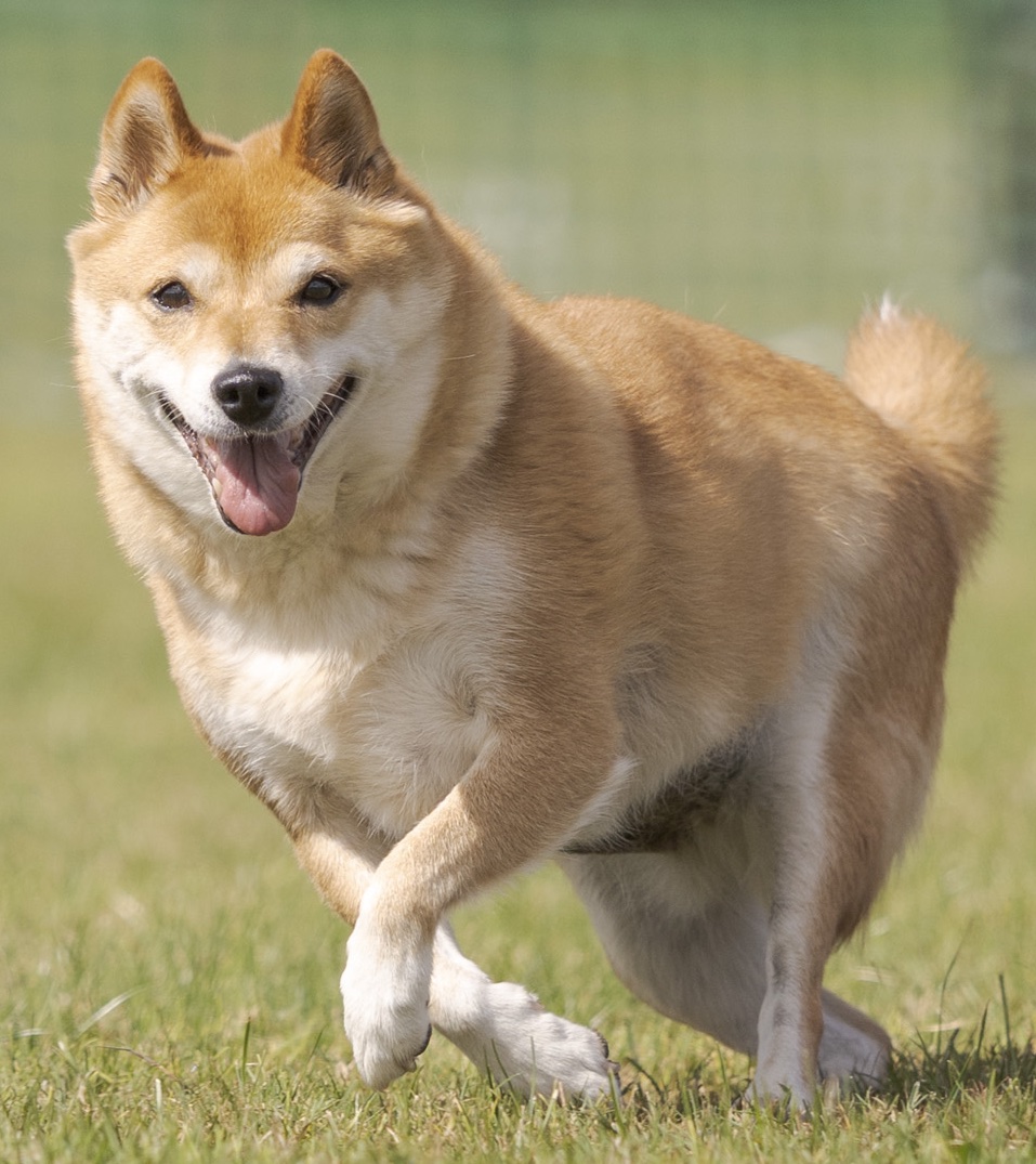 Kivrin-Shiba-Inu-Full-Body.jpg