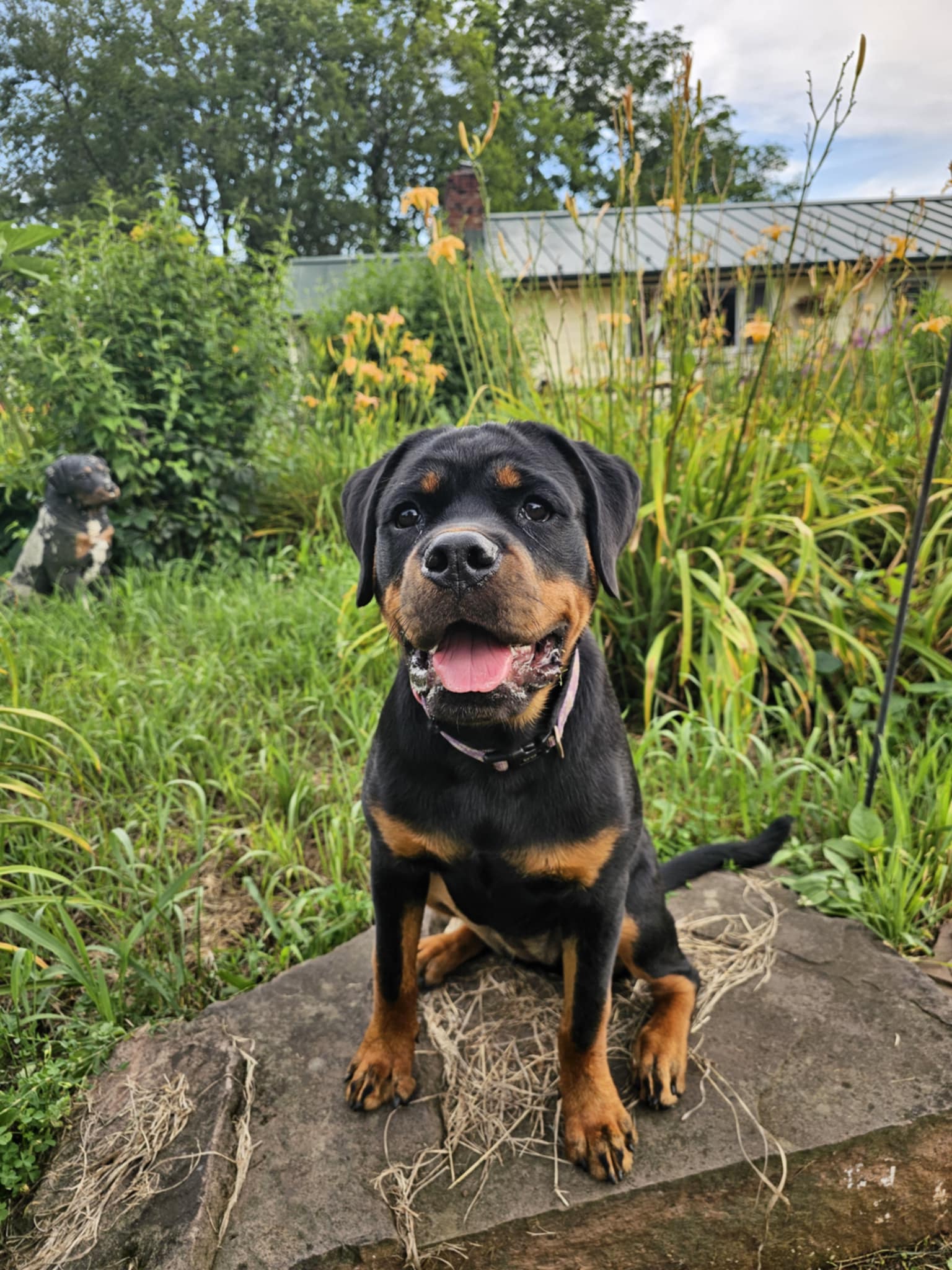 Pyper-DMWYD-Picture-head-shot.jpeg